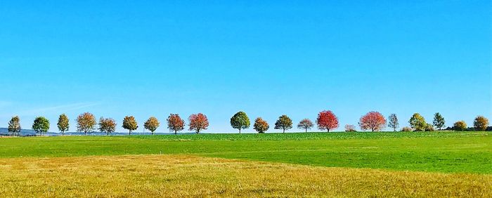 Trees on field against clear sky