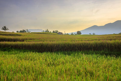 Morning landscape in yellow rice fields, beautiful countryside, mountain range area