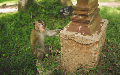 View of a monkey on field