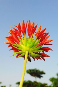 Close-up of red flowers blooming against clear sky