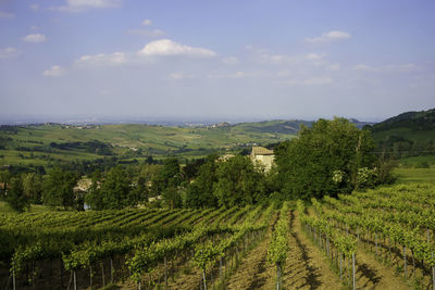 Scenic view of agricultural field against sky