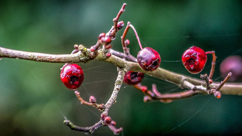 Close-up of red berries growing on a branch in autumn