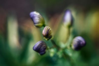 Close-up of plant