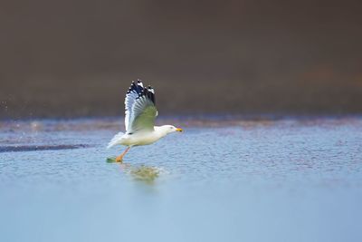 Bird flying over lake