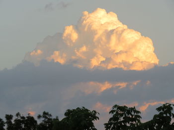 Low angle view of trees against sky during sunset