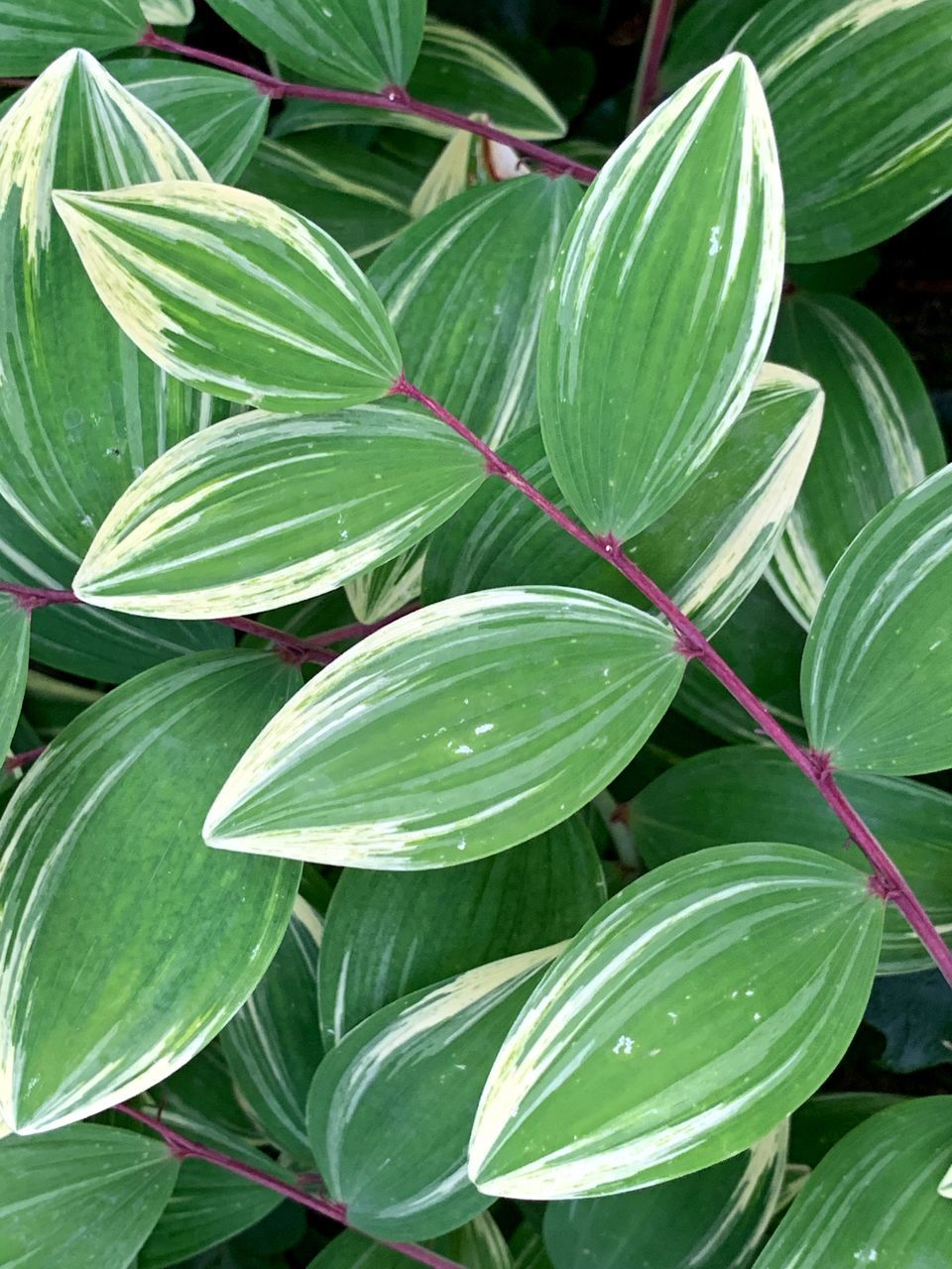 HIGH ANGLE VIEW OF LEAVES IN PLANT