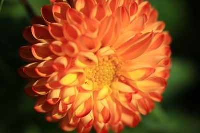 Close-up of orange dahlia