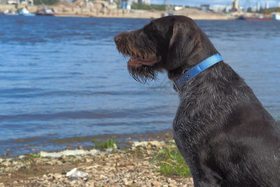 Close-up of a dog looking away