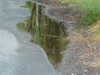 Reflection of trees in puddle