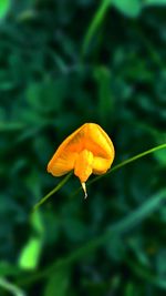 Close-up of yellow poppy blooming outdoors
