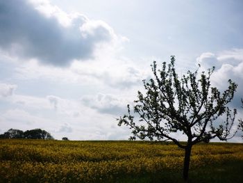 Scenic view of oilseed rape field against sky