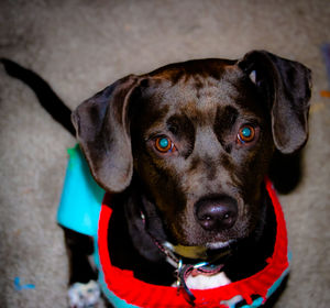 Close-up portrait of black dog
