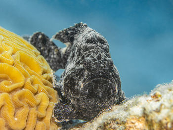 marine biology