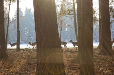 Trees on field in forest