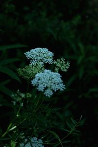 Close-up of flowers