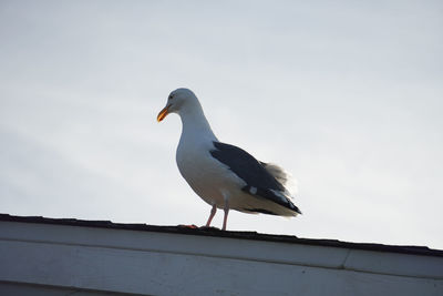 Seagull perching on a roof