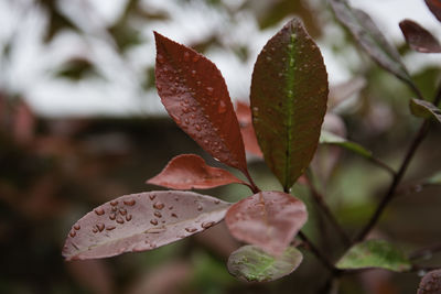 Close-up of wet red flower