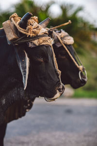 Close-up of two cows