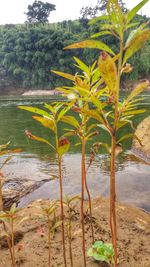 Close-up of plants against calm lake