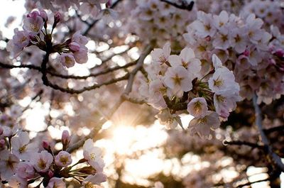 Close-up of cherry blossoms