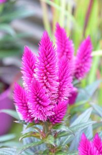 Ruby parfait blooming outdoors