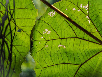 Close-up of insect on leaf