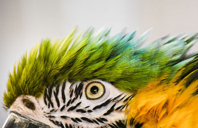 Close-up of multi colored bird