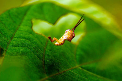 Close-up of insect on leaf