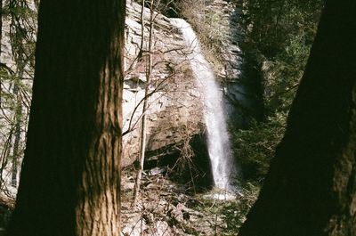 View of trees in forest