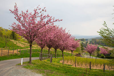 View of cherry blossom trees in garden