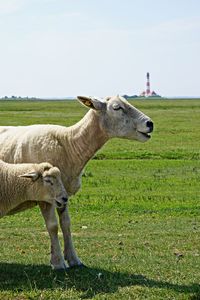 View of a sheep on field