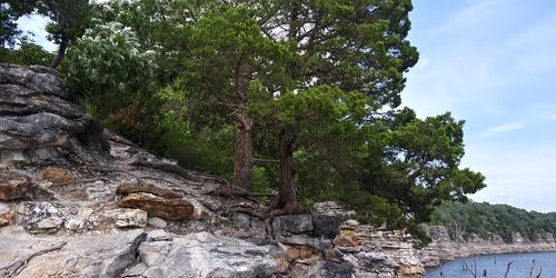 Low angle view of trees in forest against sky