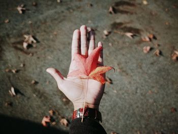 High angle view of hand holding autumn leaf