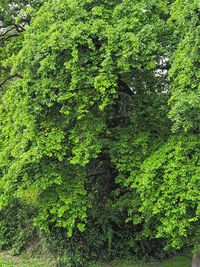 Full frame shot of trees in forest