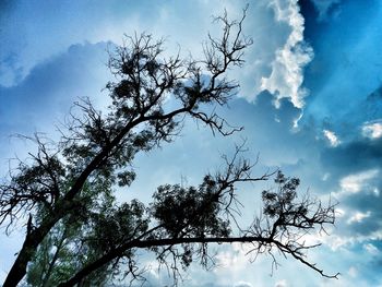 Low angle view of silhouette tree against sky