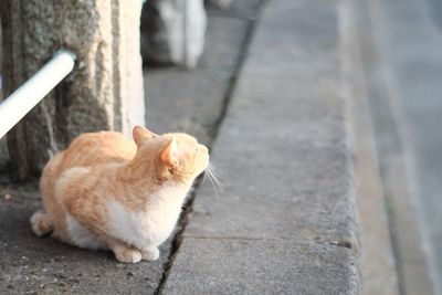Close-up of ginger cat sitting on retaining wall
