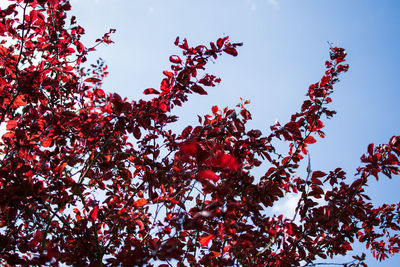 Low angle view of red berries on tree against sky