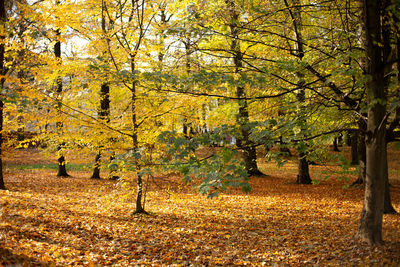 Trees in park during autumn