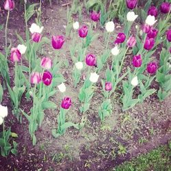 Close-up of pink flowers blooming in field