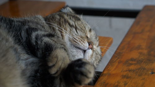 Close-up of cat sleeping on floor
