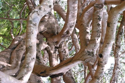 View of tree trunk