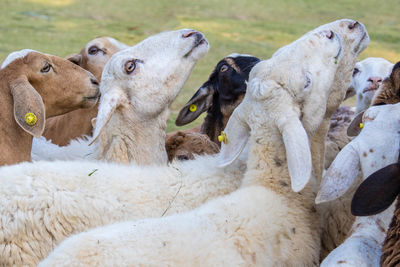 Close-up of sheep