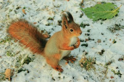 High angle view of squirrel on snow covered land