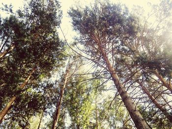 Low angle view of trees against sky