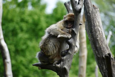 Monkey sitting on tree trunk