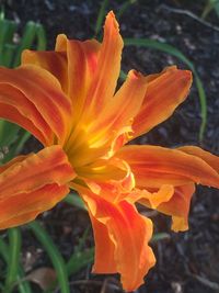 Close-up of orange flower