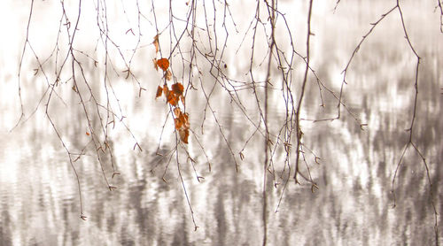 Close-up of frozen plants on land