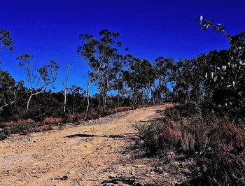 Trees against clear blue sky