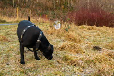 Dog standing on field