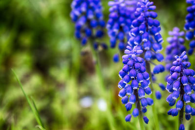 Close-up of purple flowers